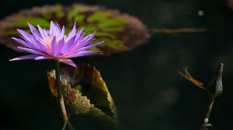 Water lilly close up with leaf Stock Footage 637443