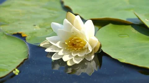Water lilly Stock Footage 12032881