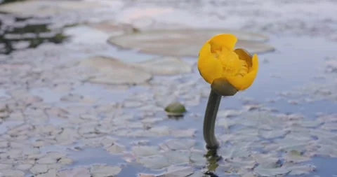 Water lilly Stock Footage 246330335