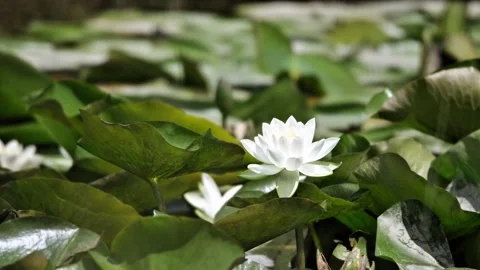Water Lilly 스톡 동영상 279320426