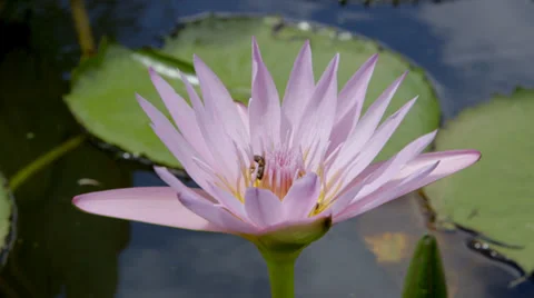 Water Lilly Head Stock Footage 32152794
