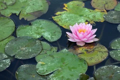 Water lilly infested with pest Foto stock