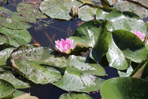 Water lilly medium closeup Stock Photos