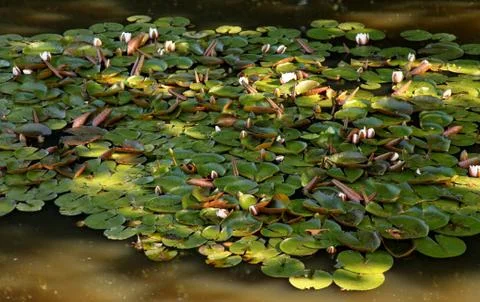 Water Lilly Stock Photos