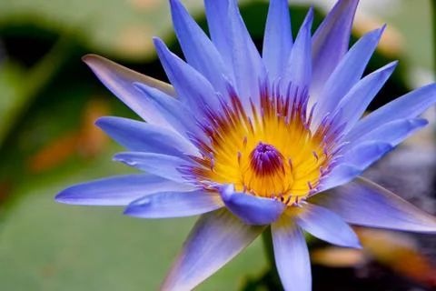 Water lilly Stock Photos