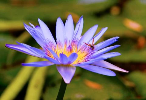 Water lilly Stock Photos
