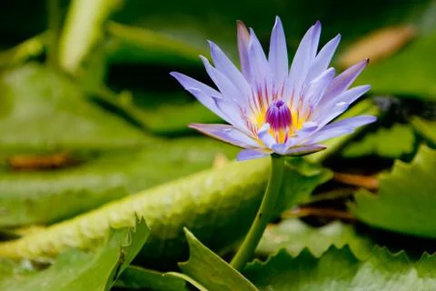 Water lilly Stock Photos