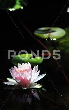 Water Lilly Stock Photos