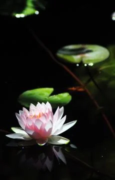 Water Lilly Stock Photos