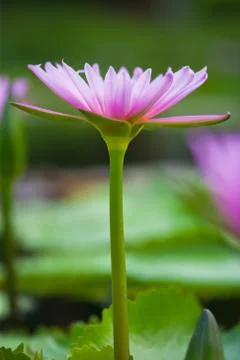 Water lilly Stock-Fotos
