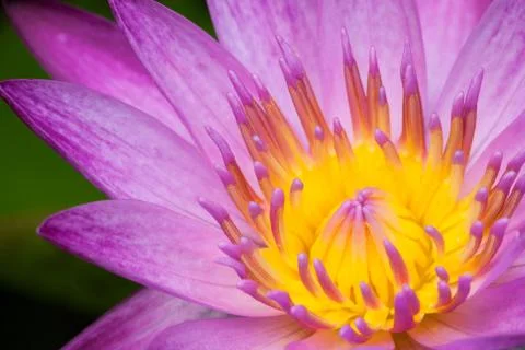 Water lilly Foto stock