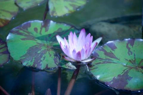 Water Lilly Foto stock