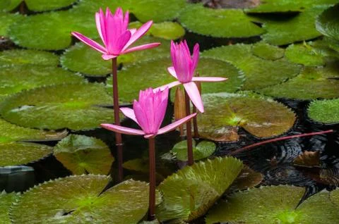 Water Lilly Stock Photos