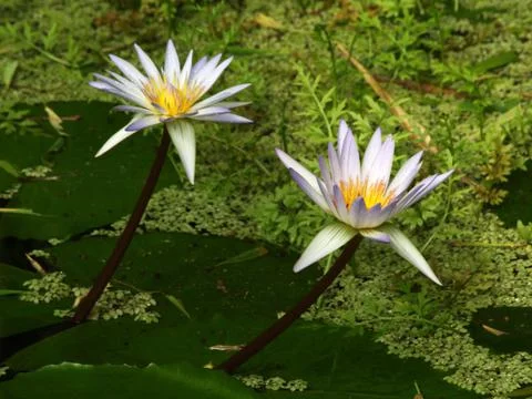 Water- lilly Stock Photos