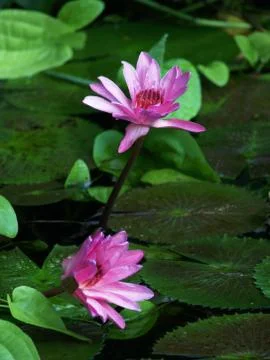 Water- lilly Stock Photos