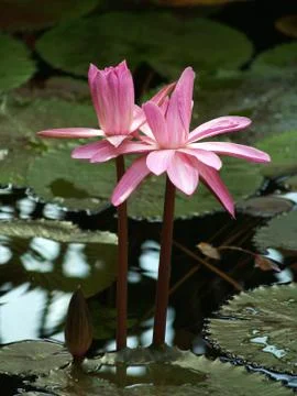 Water- lilly Stock Photos