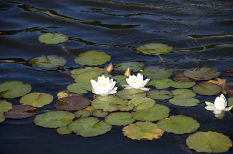Water lilly Stock Photos