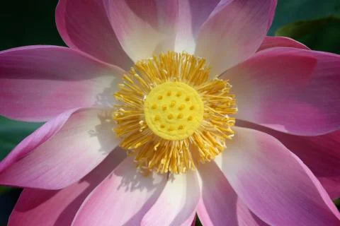 Water lilly Stock Photos