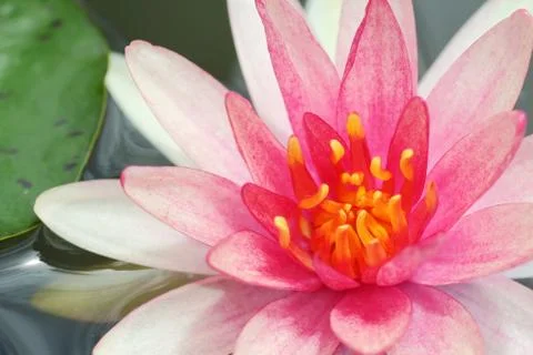 Water lilly Stock Photos
