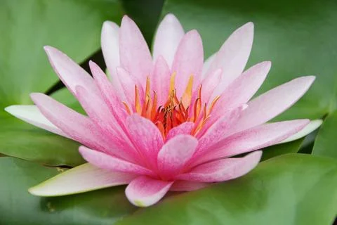 Water lilly Stock Photos