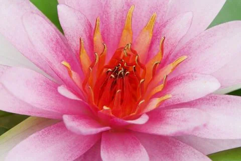 Water lilly Stock Photos