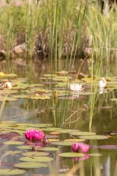 Water lilly Foto stock