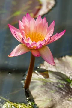 Water lilly Stock Photos