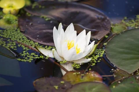 Water lilly Foto stock