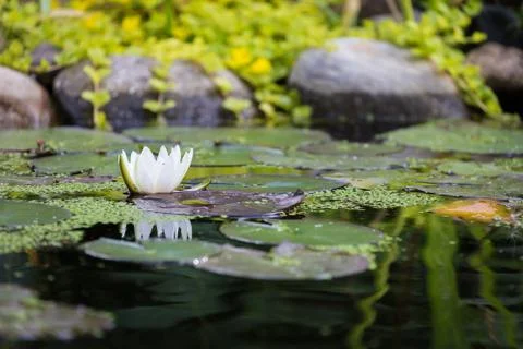 Water lilly Stock Photos