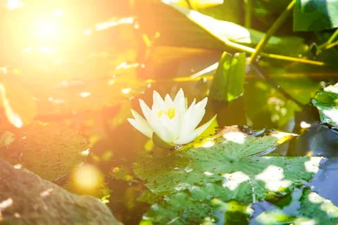Water lilly 스톡 사진