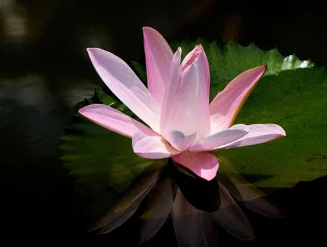 Water lilly Stock Photos