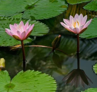 Water lilly Foto stock