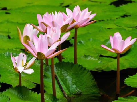 Water lilly Stock Photos