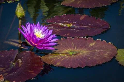 Water lilly Stock Photos
