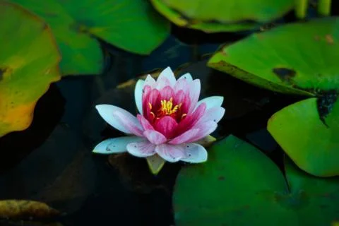 Water lilly Stock Photos