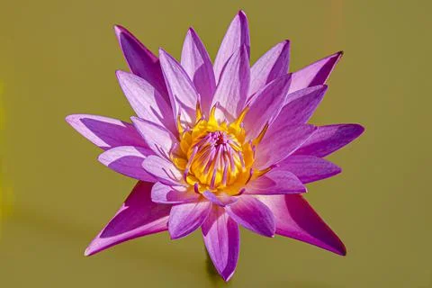 Water Lilly Stock Photos