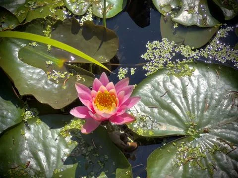 Water lilly Stock Photos
