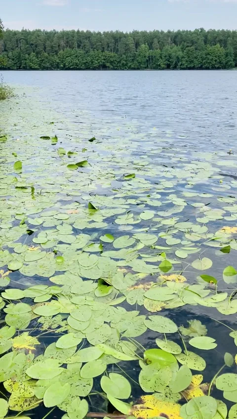 Water Lilly pond close up Stock Footage 139772359
