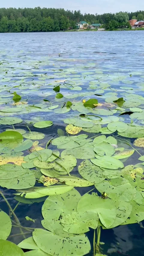 Water lilly pond Stock Footage 139772353
