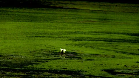 Water Lilly With Swirling Algae Stock Footage 851344