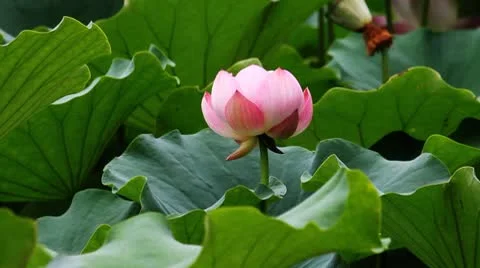 Water lily 11 Stock-Footage 8848468