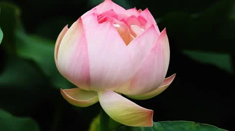 Water lily 16 Vídeos de archivo 8848518
