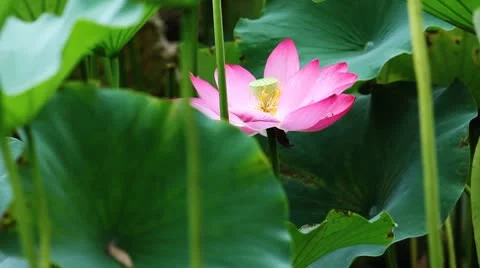 Water lily 17 Vídeos de archivo 8848526
