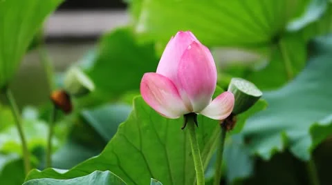Water lily 18 Видео 8848533