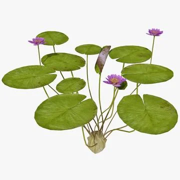 Water Lily 2 3D Model
