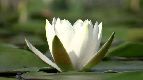 Water Lily (2) Stock Footage 86399892