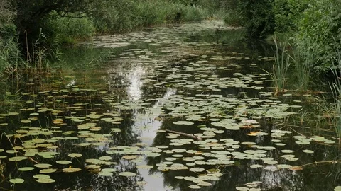 Water Lily 4K Stock Footage 78938354