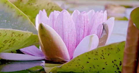 Water Lily in 4k Stock Footage 276135932