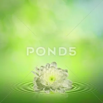 Water lily. abstract oriental backgrounds for your design Stock Photos