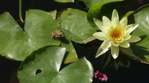 Water lily and frog on it's leaves with the reflection of trees in the water Stock Footage 53461151